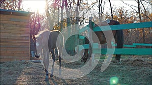 Baby stallion, walks next to his mother with a horse. Animal care. Concept summer of horses and people.