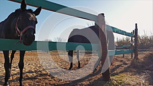 Baby Stallion, walks next to his mother with a horse.Animal Care. Concept Summer of Horses and People.