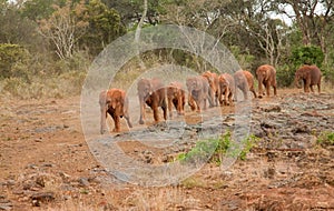 Baby Stampede