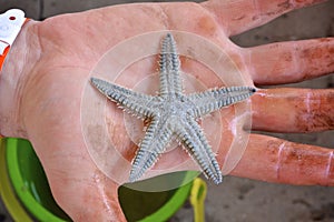 Baby Starfish