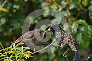 Baby starling being fed by parent