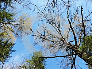 Landscape in forest looking up to sky photo