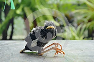 Baby starlings bird falling from nest on tile floor