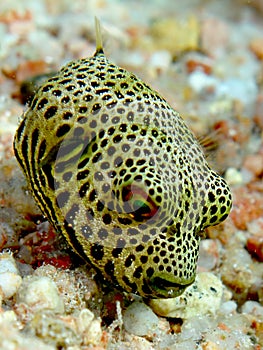 Baby Starry Puffer