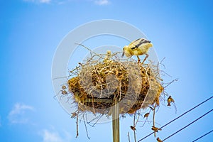 Baby storks in nest on electric pole