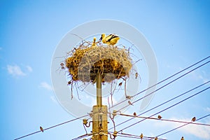 Baby storks in nest on electric pole