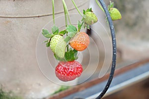 Baby strawberries growth in pot