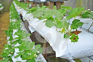 The baby strawberry plant at the nursery