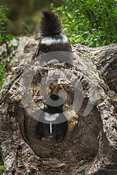 Baby Striped Skunk (Mephitis mephitis) Atop Log