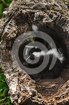 Baby Striped Skunk (Mephitis mephitis) Look Left in Log