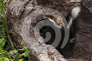 Baby Striped Skunk (Mephitis mephitis) Looks Left