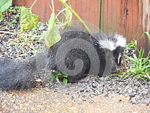 Baby Striped Skunk During a Rain Storm