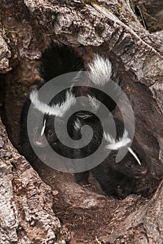 Baby Striped Skunks (Mephitis mephitis) Come Out of Log
