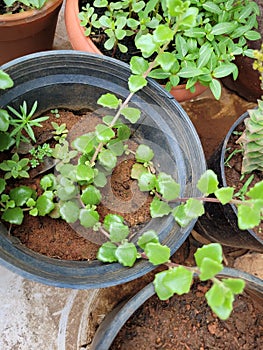 Baby succulant plants in small pot