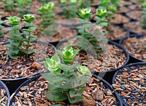 Baby succulent with cutting propagation