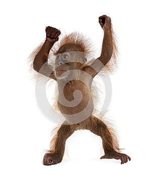 Baby Sumatran Orangutan against white background