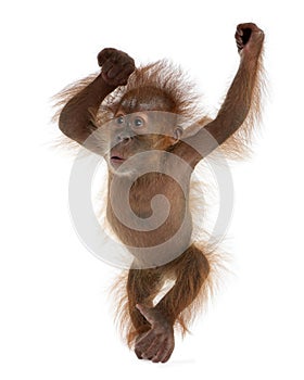 Baby Sumatran Orangutan against white background photo