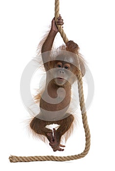 Baby Sumatran Orangutan against white background photo