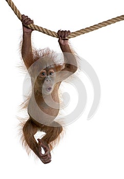Baby Sumatran Orangutan hanging on rope photo