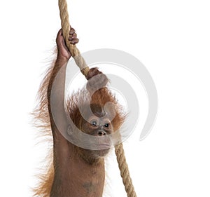 Baby Sumatran Orangutan hanging on rope photo