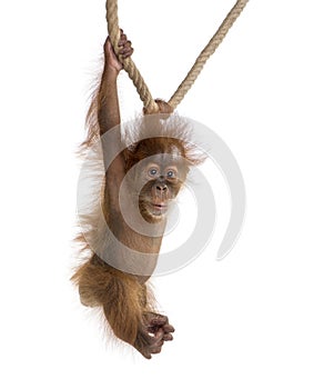 Baby Sumatran Orangutang 4 months old, hanging on a rope