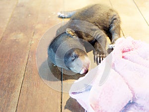 Baby sun bear sleeping on floor.