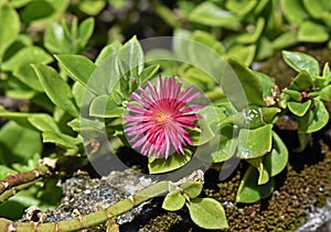 Baby sun rose flower, Aptenia cordifolia or Mesembryanthemum cordifolium, Rio