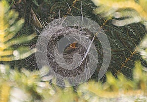 Baby sunbird in nest