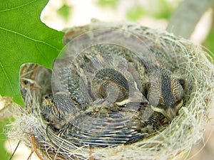 Baby Superb Fairy Wrens in Nest