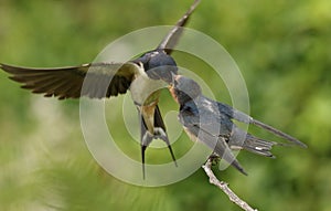 A Baby Swallow (Hirundo rustica) being fed by a parent in flight.