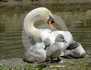 Baby swan