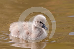 Un nino cisne 