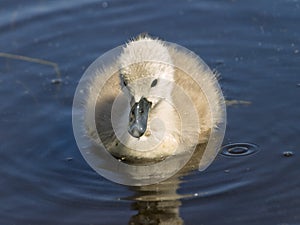 Baby swan