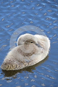 Baby swan