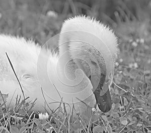 Baby Swan in Black and white shows off the puffy feathers