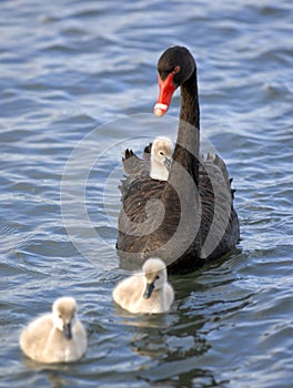 Baby swan chick 01