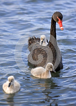 Baby swan chick 02