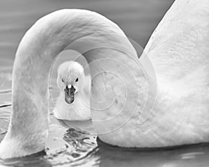 Newborn cygnet framed under mother swan`s neck