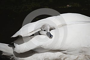 Baby swan under the wing of its mother in black and white