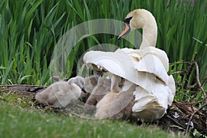 Un bambino Cigni nascondersi ala da loro madre 