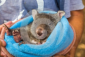 Baby sweet Wombat