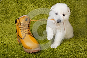 Baby swiss shepherd playing