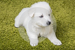 Baby swiss shepherd sitting