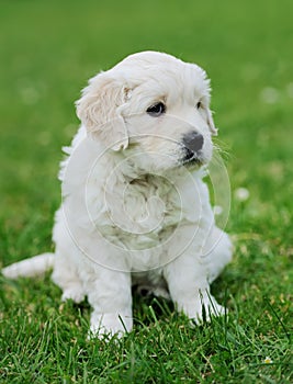 Baby swiss shepherd sitting