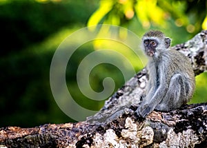 Baby of Sykes monkey, Cercopithecus albogularis, sitting on a tree and looking with his mouth full at Diani beach. It is