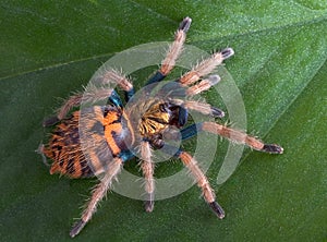 Baby Tarantula on leaf