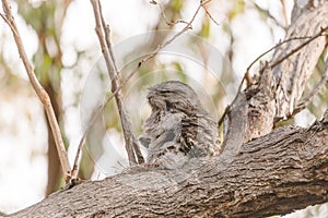 A baby Tawny Frogmouth chick nestled beside its parent in a tree fork nest.