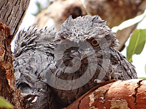Baby Tawny Frogmouth owl