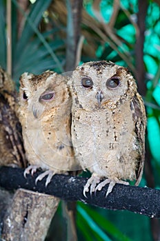 Baby tawny owls