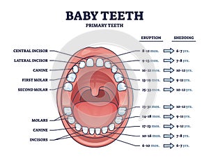 Baby teeth with primary tooth eruption and shedding time outline diagram